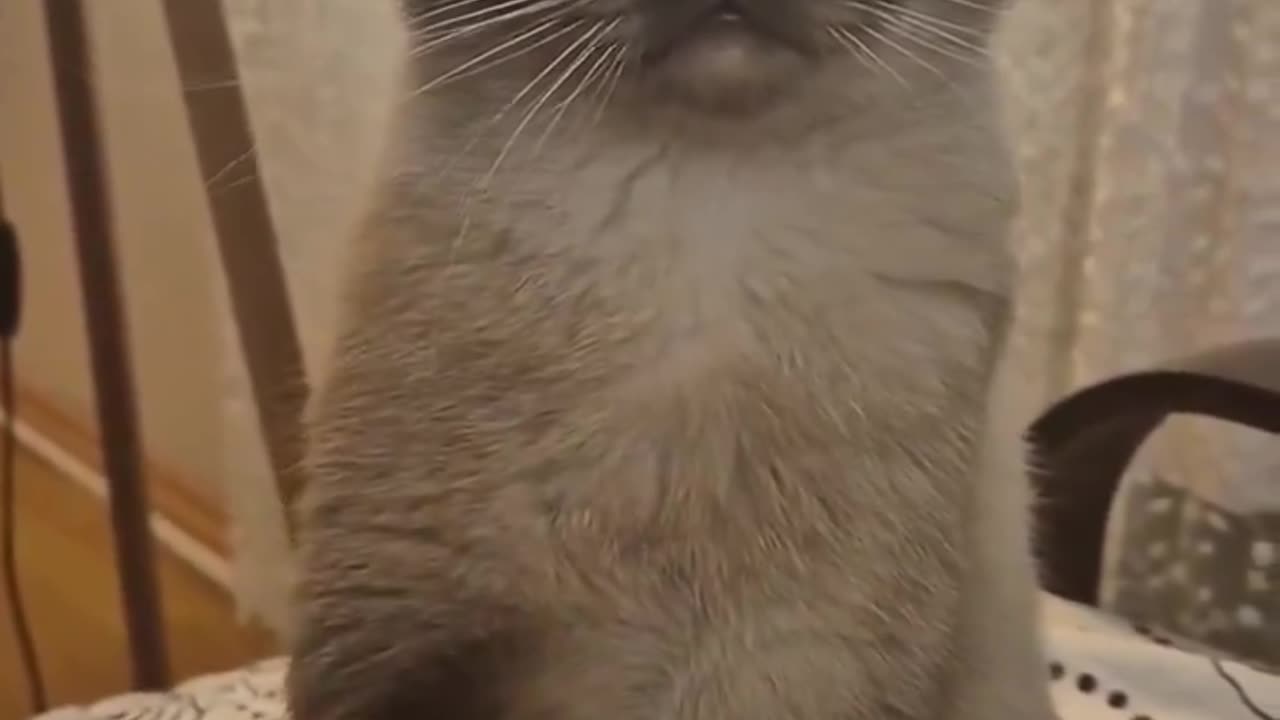 Why is he doing this paw thing?