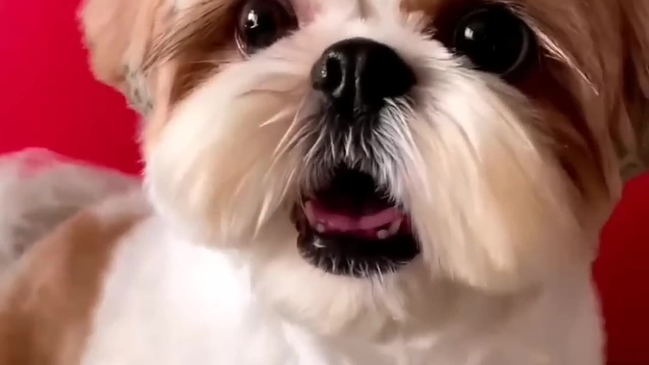 shihtzu Dog Barking| ShihTzu barking #dogs #shihtzupuppies