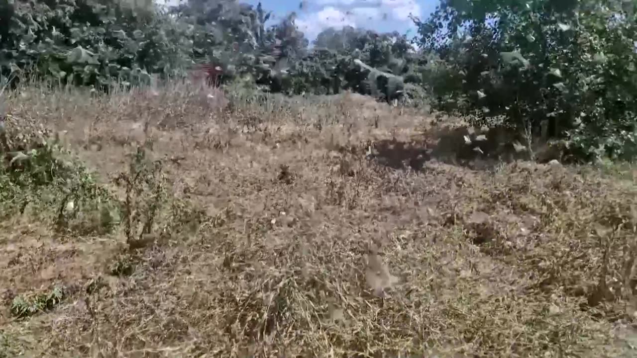 Locusts swarm in south Ukraine as war disrupts pest control