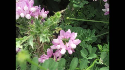 Soil Stabilization Crown Vetch June 2023