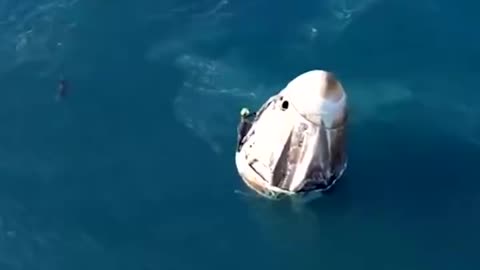 Dolphin's greet astronauts on their return to Earth 😲🐬