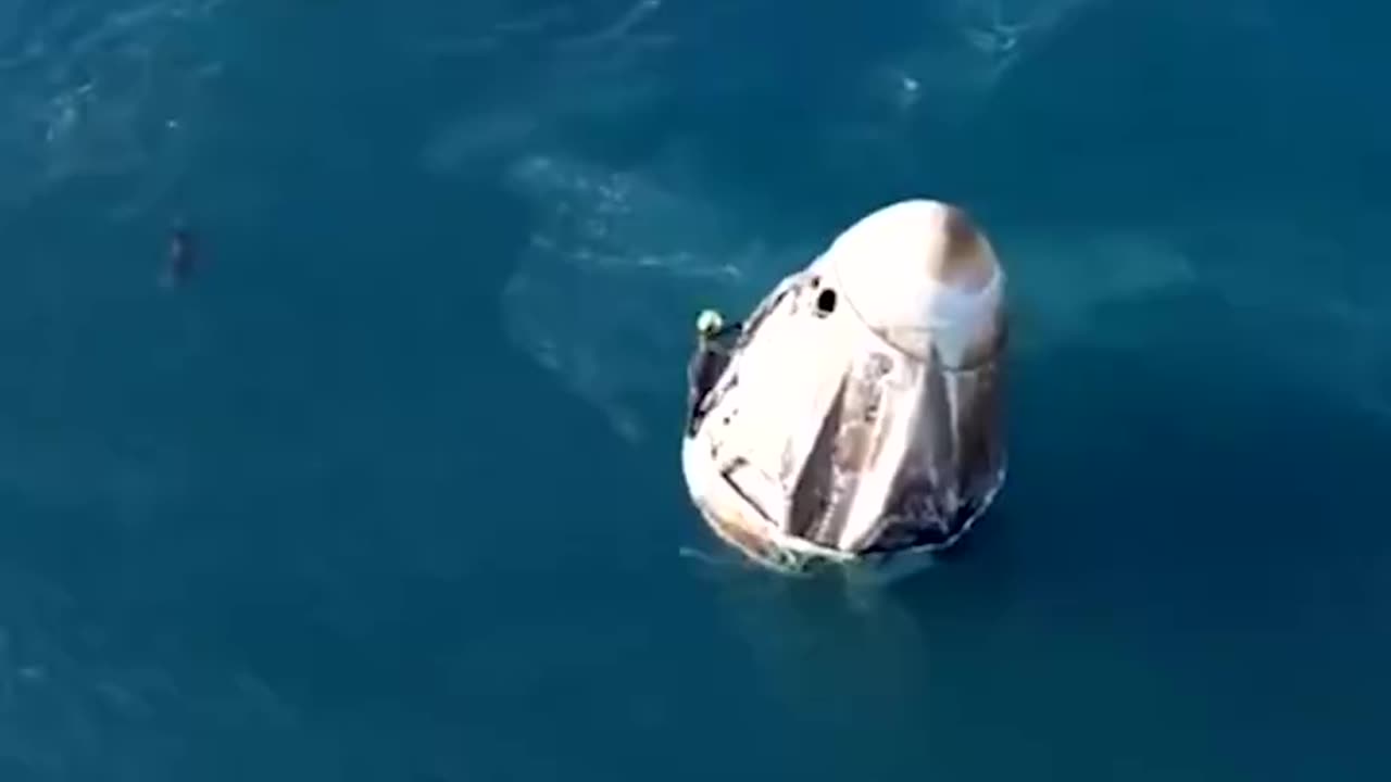 Dolphin's greet astronauts on their return to Earth 😲🐬