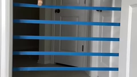 How high can cats jump?