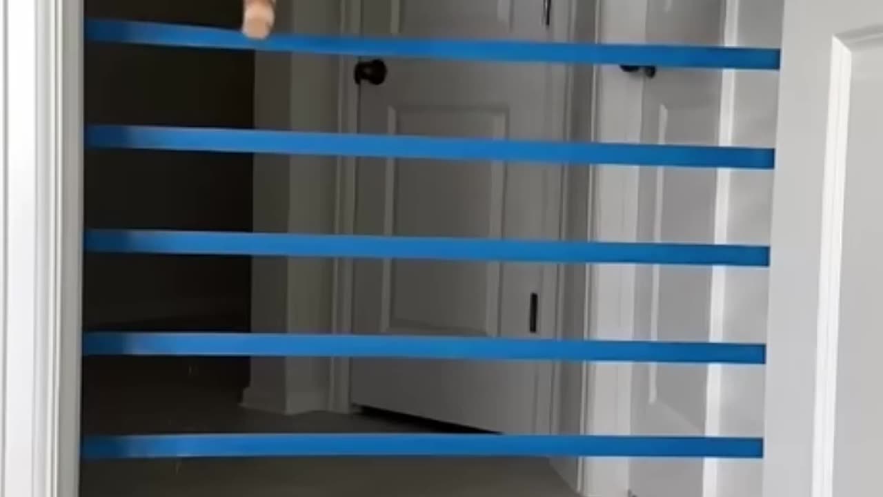 How high can cats jump?