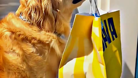 😂😆 "This Dog Just Invented Comedy!" 😂😆