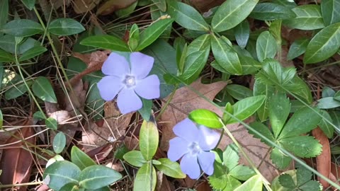 Vinca Minor