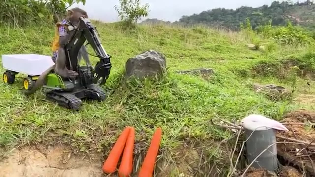 Funny Baby Joker Monkey