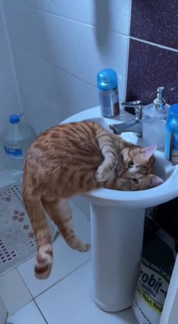 Baby trying to relive its childhood memories