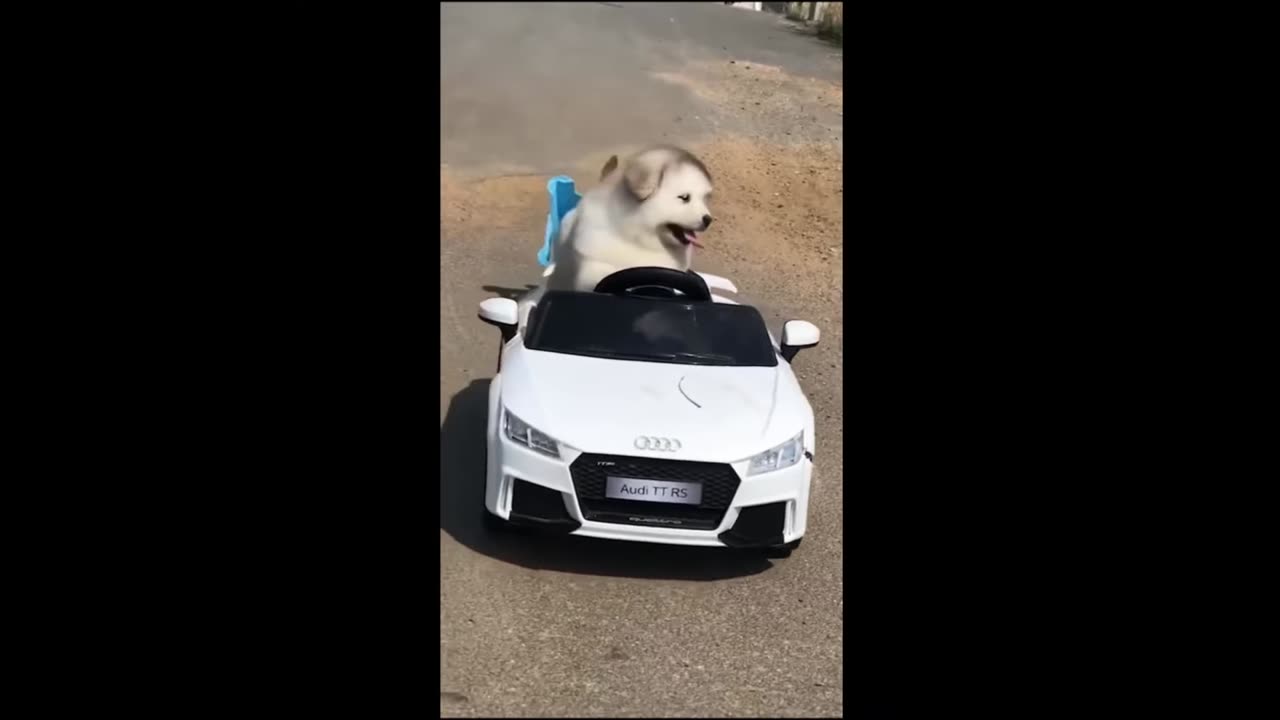 Funnies animals ever!