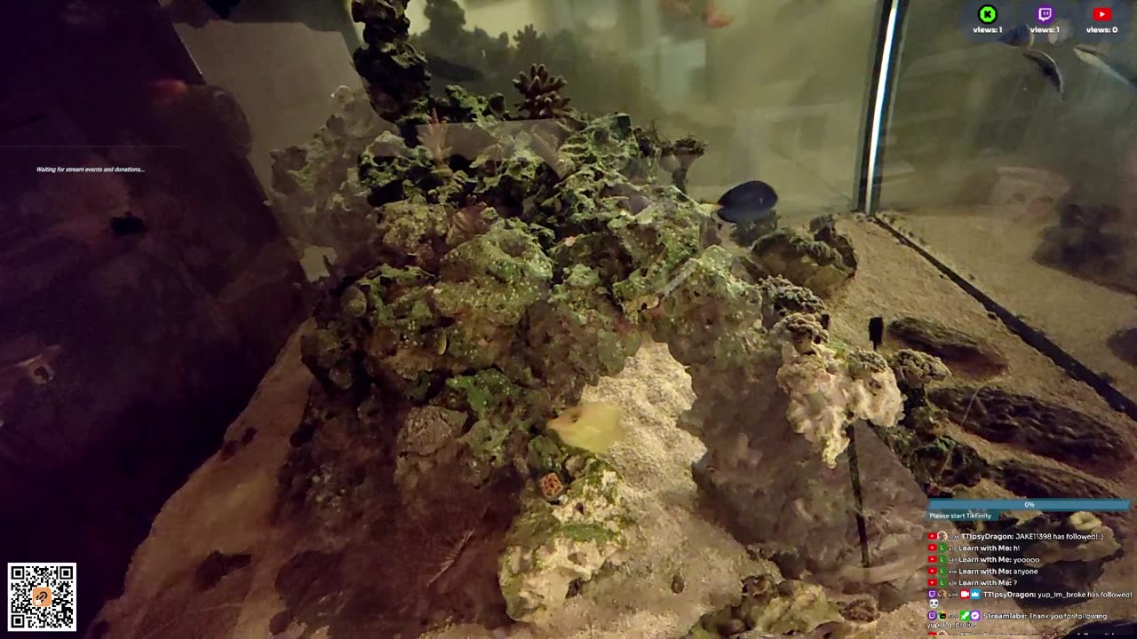 24/7 Real Live Reef Stream