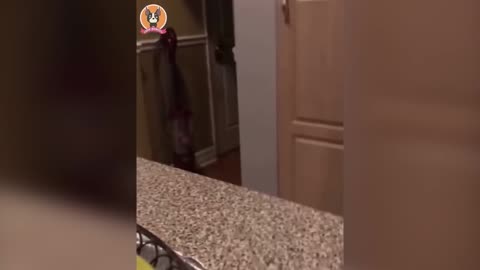 Funny Animals 2023 - Cute Dogs and Cats Doing Funny Things #1