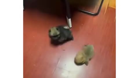 is that fighting or playing
