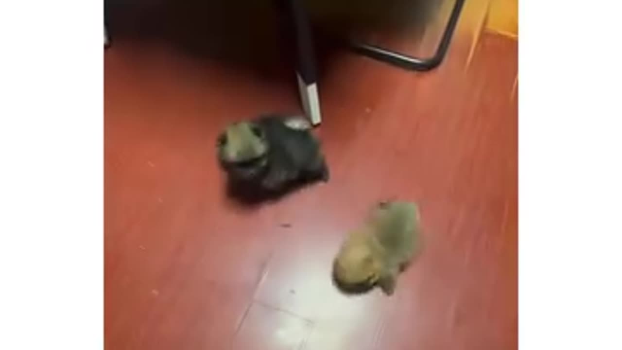 is that fighting or playing