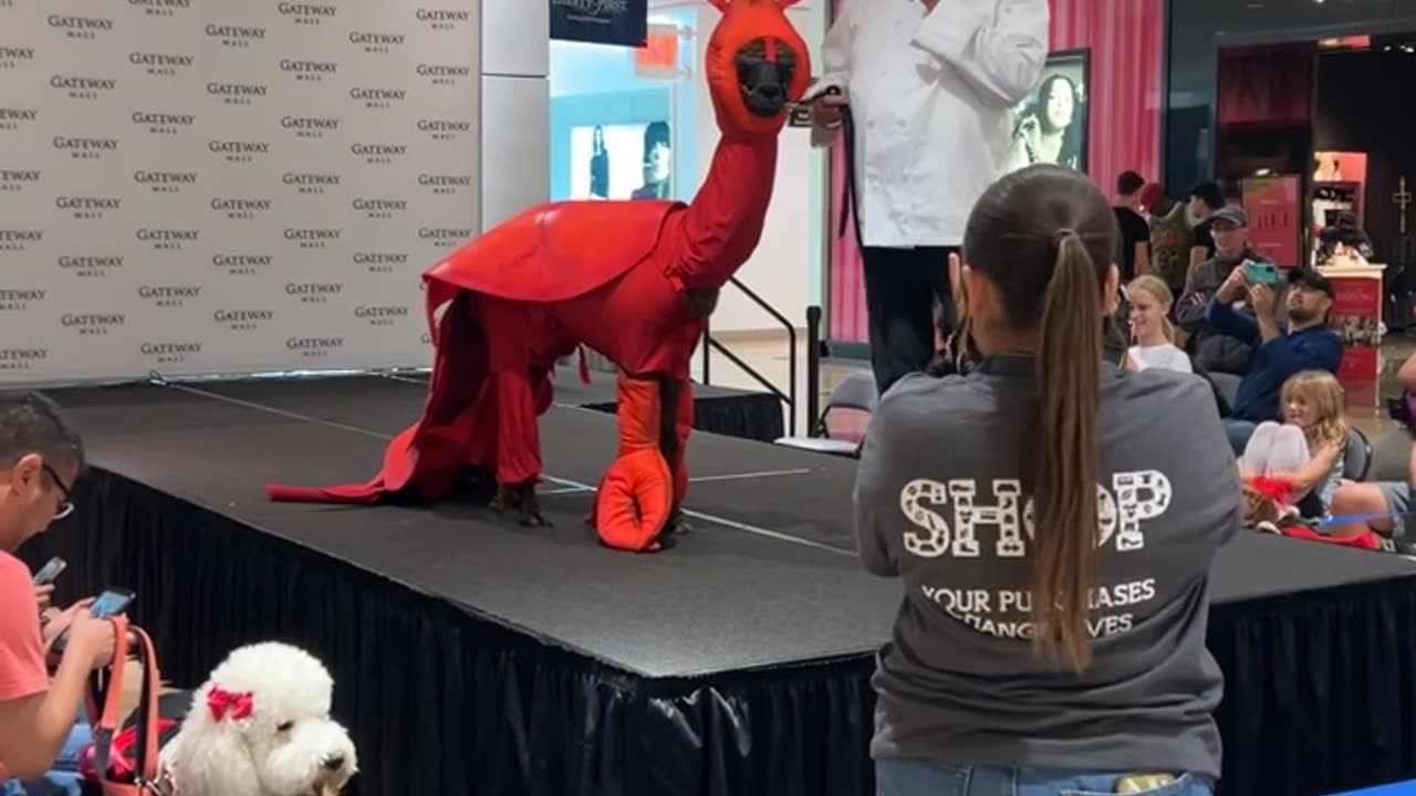Llama Dressed as Lobster for Costume Contest