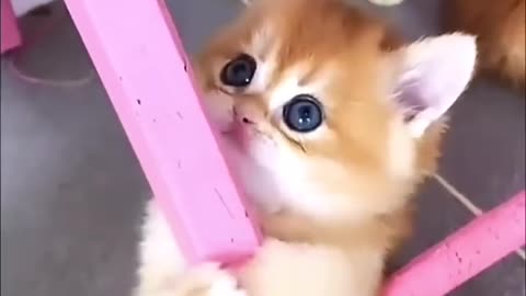 Cute cats ❤️