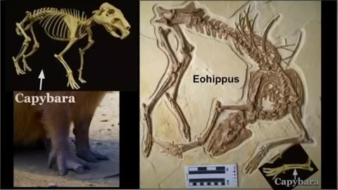 Evolution Is Religion ~ By Founded Earth Brothers
