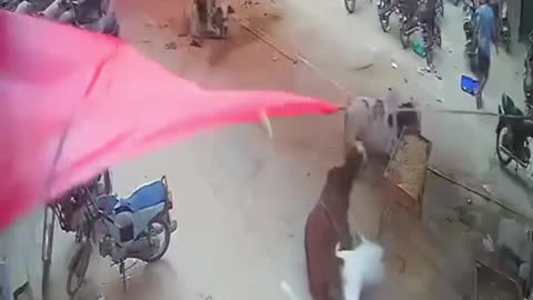 Bakra chat sa gir gaya | Allah na bacha liya