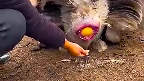 Wow, Camels Givings Big Size Egg