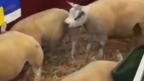Quimeras del apocalipsis CHINA hibridacion OVAJE+CERDO
			