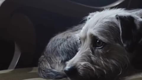 🐶💔 This Dog Missed Its Owner So Much… It’ll Break Your Heart 🥺✨
