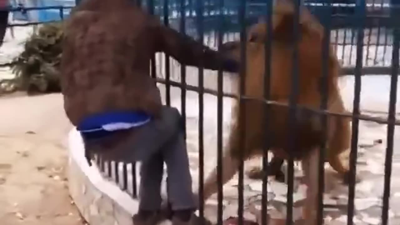 "Shocking! Lion Grabs Human Hand Through Cage! π¦π©Έπ¨"