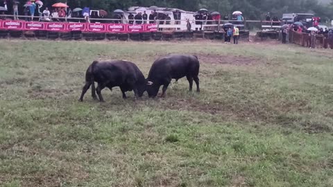 BIL vl.Alem i Zuhdija Alispahić vs Zeko Malj vl.Braća Alibašić