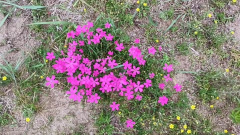 Maiden Pink