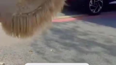 Funny animal movements🤩🤪