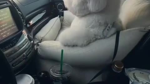 funny animals