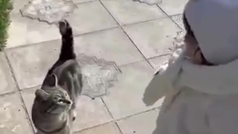 Shocking: My Friends Cat vs My Cats #cat #kitten #funny #fun #cute #pets #animla
