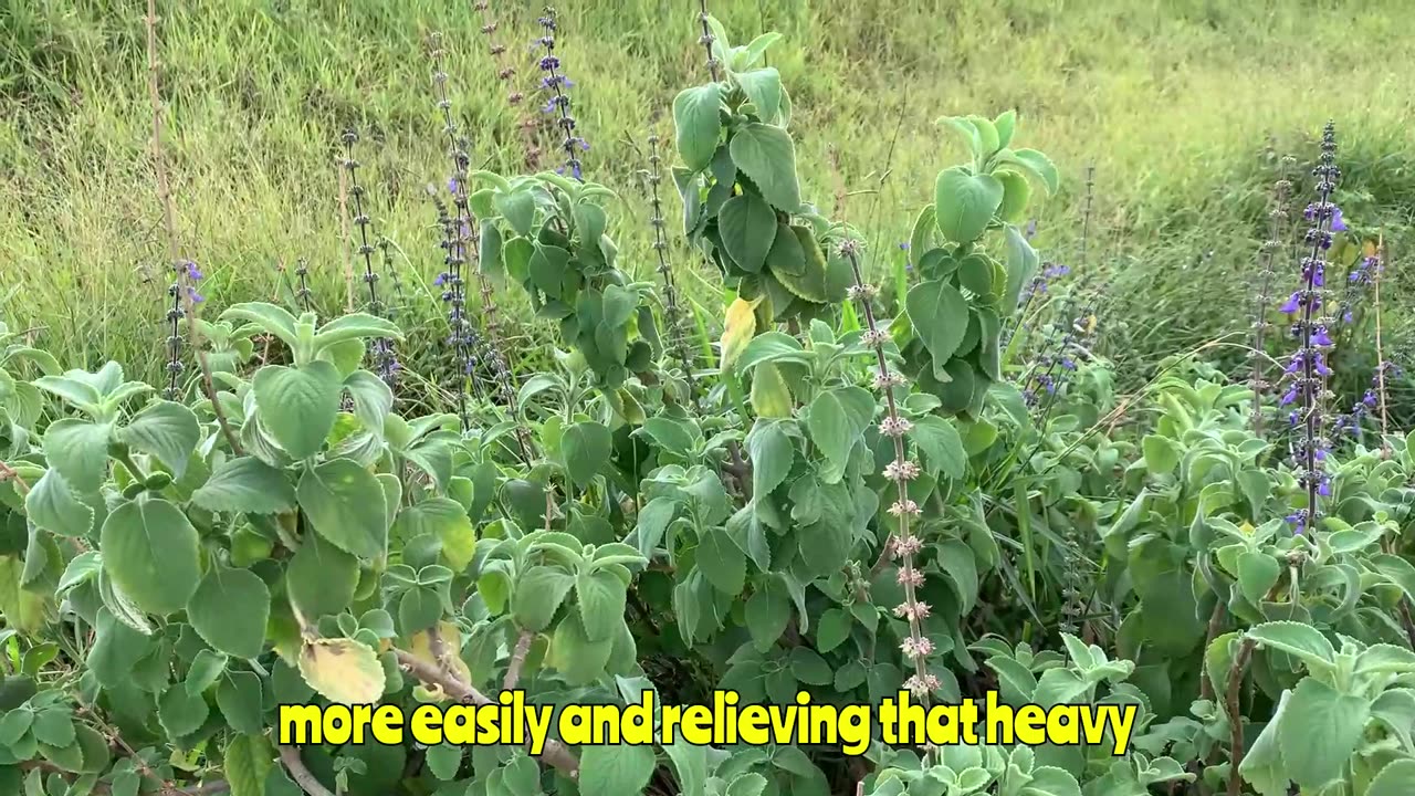 "Grandma's Secret That Really Works: Boldo!"