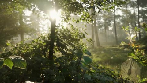 Morning Dew: Paul Everton/Eternal Dawn