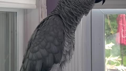 Alexa, You Wanna Dance? 🕺😂 Hilarious Talking Parrot Moment!