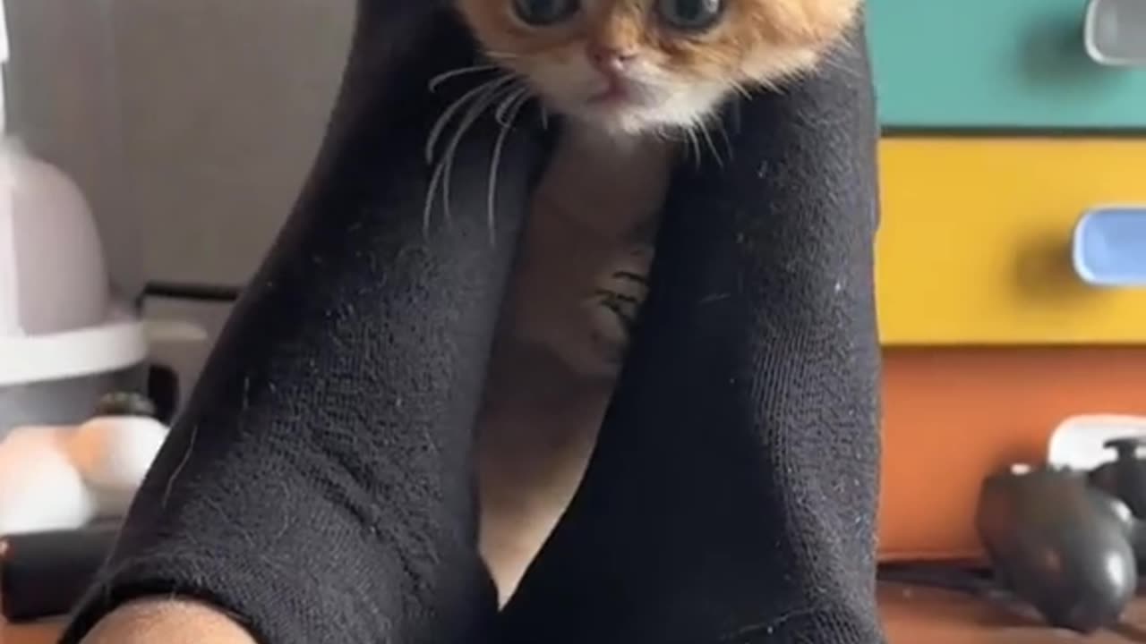 Kitty Dances