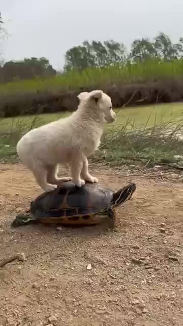 FUNNY ANIMAL VIDEO 2025