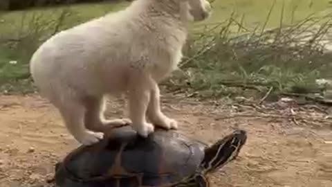 FUNNY ANIMAL VIDEO 2025