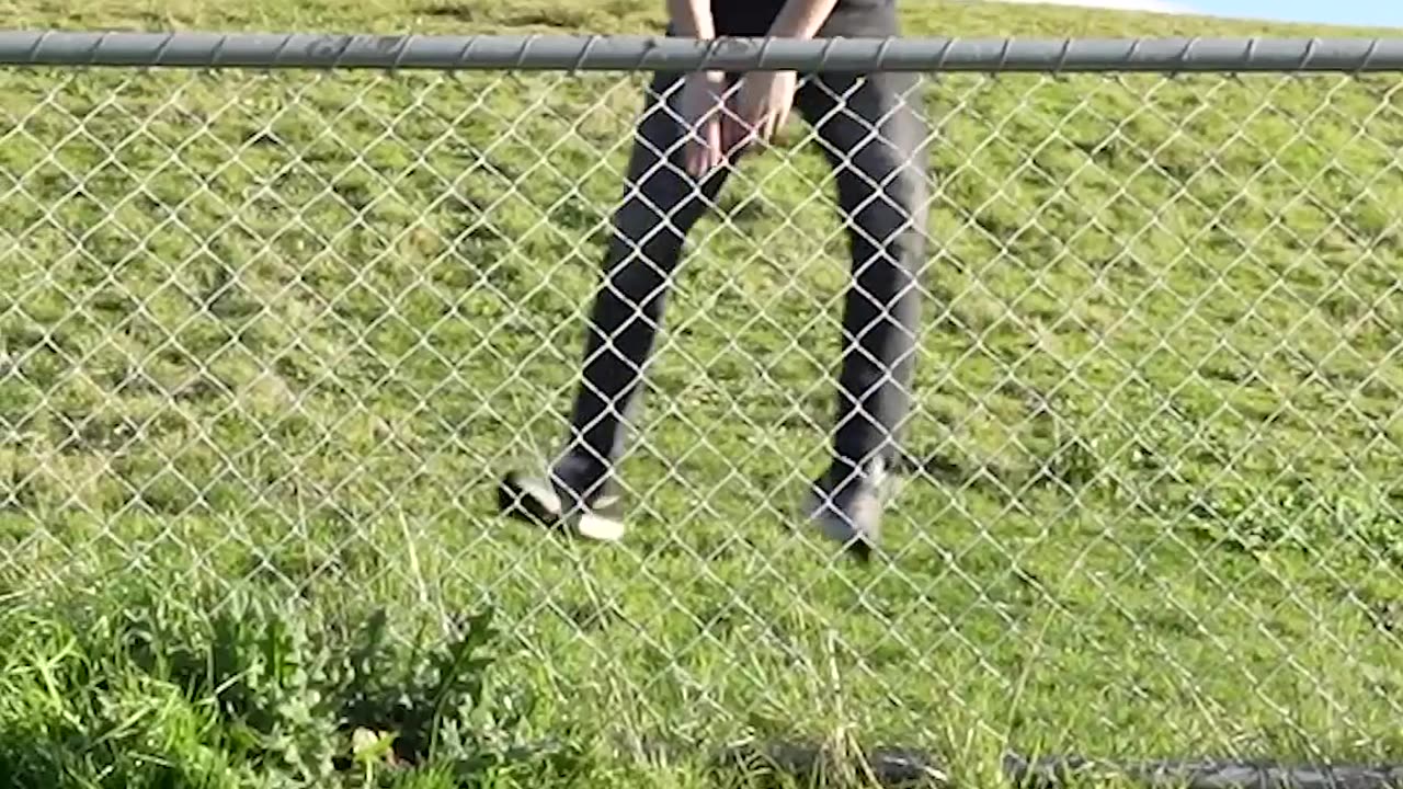 How Animals Get Over a Fence (With Emojis) 😂
