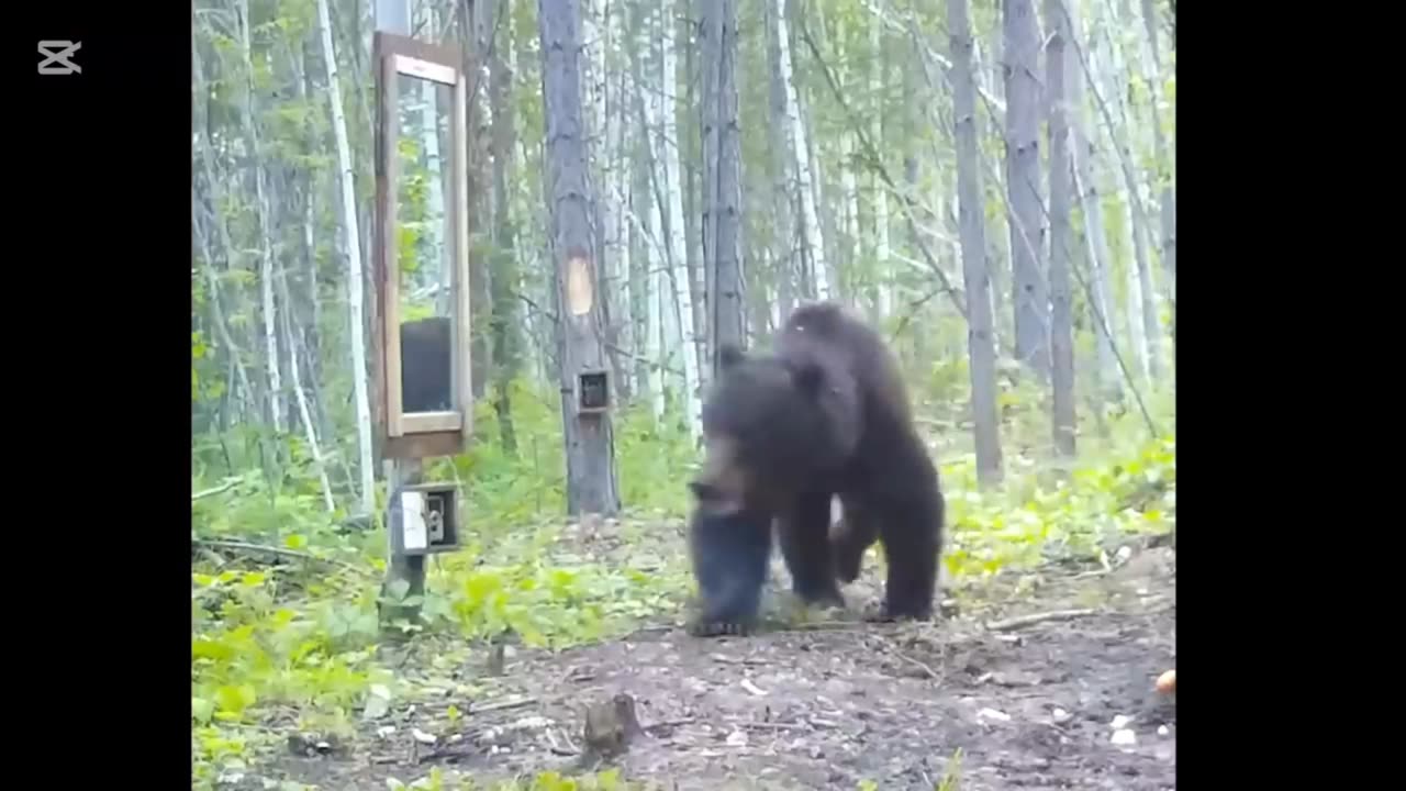 Shocked π± Animals Seeing Themselves For The First Time π±π±π± (You Wonβt Believe Their Reactions!)