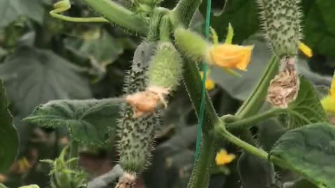Spiny cucumber plant