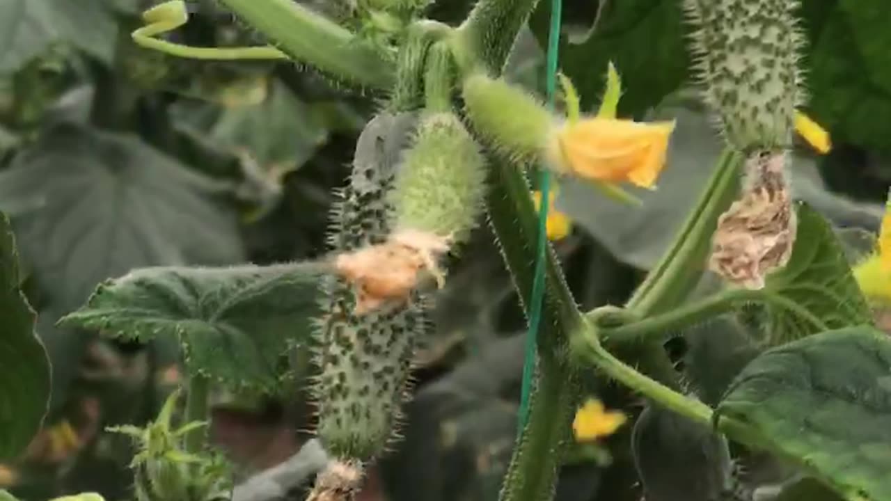 Spiny cucumber plant