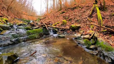Smoky Mountain Fall | Live 24/7