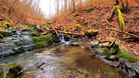 Smoky Mountain Fall | Live 24/7