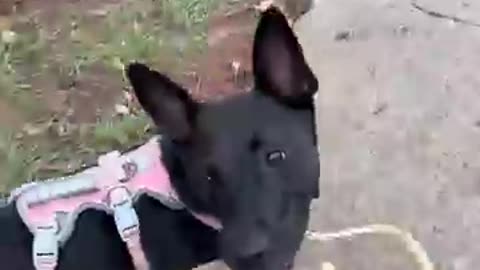 Trending: Hilarious But Useful Dog Walking Tips