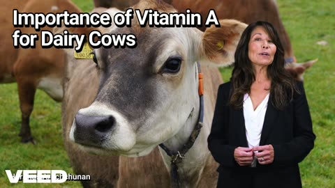 The Crucial Role of Vitamin A in Preventing Fresh Cow Diseases