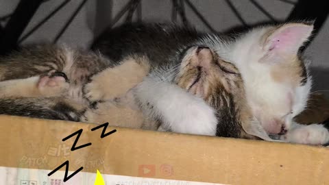 9th July Kitten Brothers sleeping #patch #mellow #Alt
