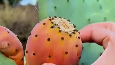 Harvesting fresh cactus fruits #satisfying #agriculture #food
