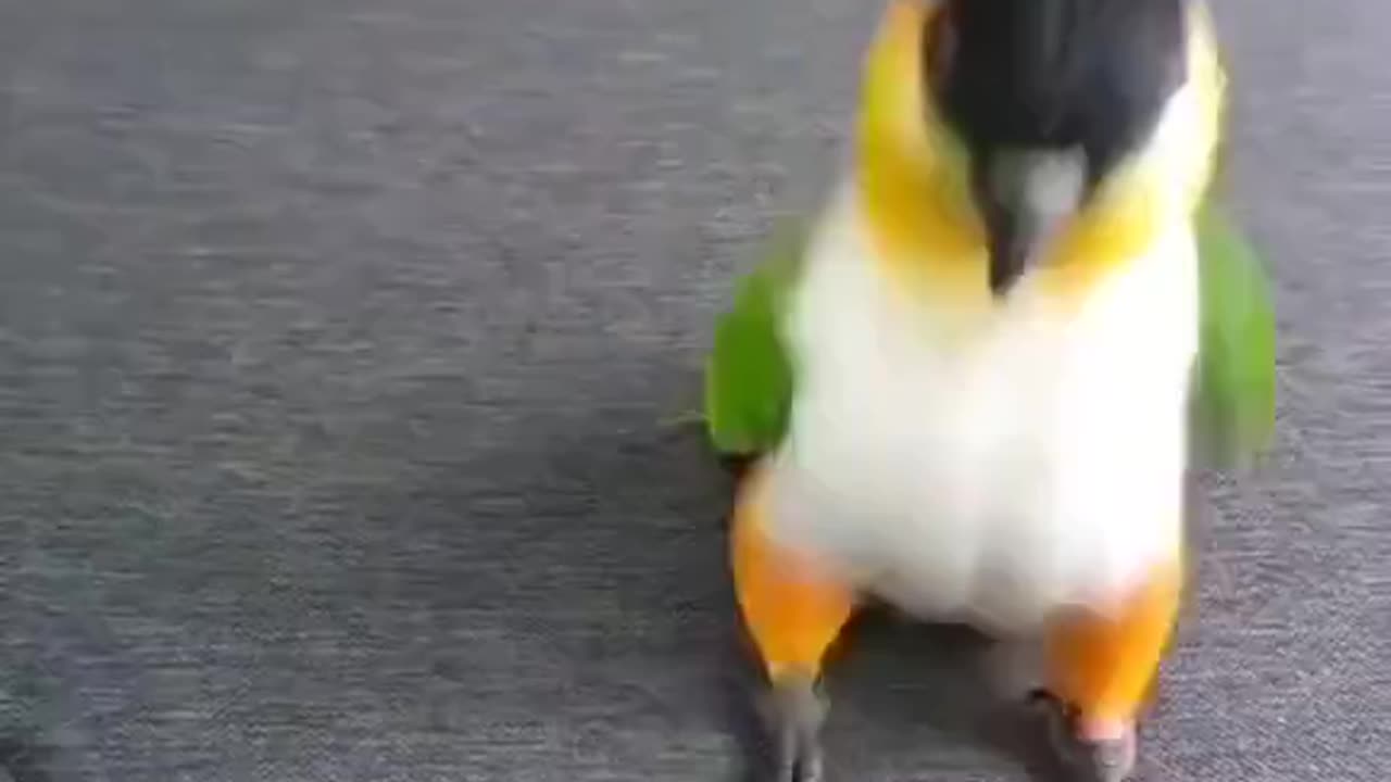 Happy bird! 😂