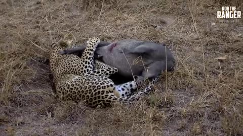 “Fight or Flight: Leopard Wrestles Warthog in Jungle Showdown”