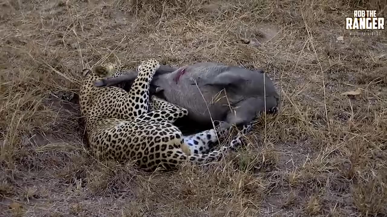 “Fight or Flight: Leopard Wrestles Warthog in Jungle Showdown”