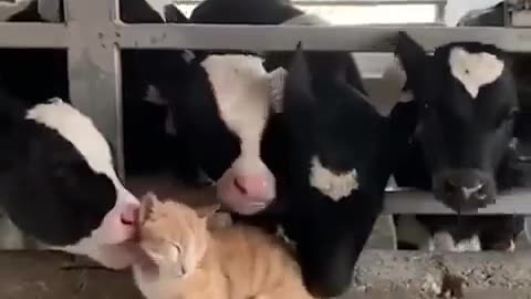 😂🐱 At the Cat Wash - Working That Cat Wash Vibe! | FunFM